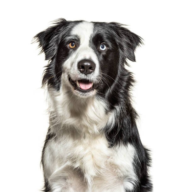 istock Close-up on a Panting black and white Border Collie, minnow eyes, isolated 1218031459