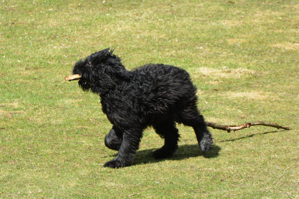 istock Puppy Flanders Mountain Dog 1218031632