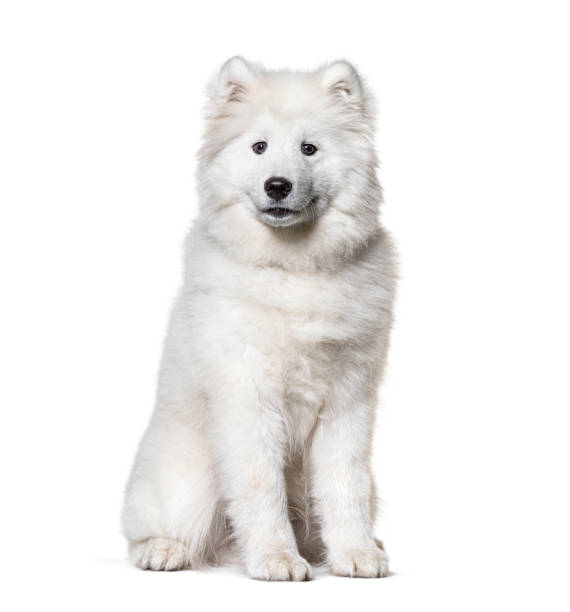 istock Sitting white Samoyed dog, isolated on white 1218031713