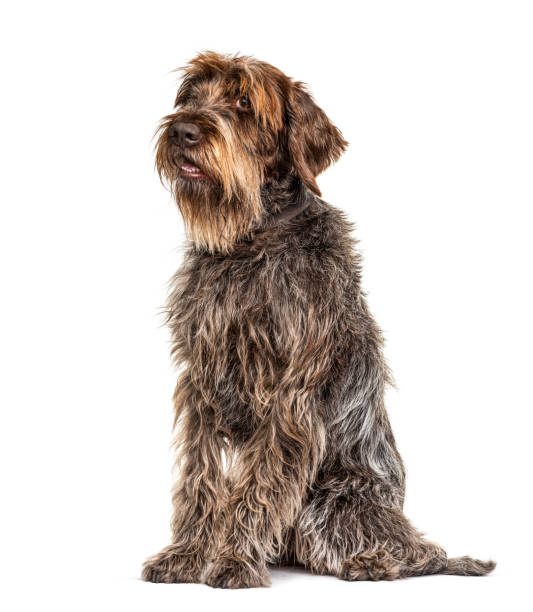 istock Sitting Expressive Korthals Griffon dog, isolated on white 1218031767