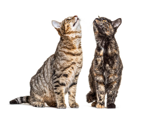 istock Crossbreed cats, looking up, isolated on white 1218031786