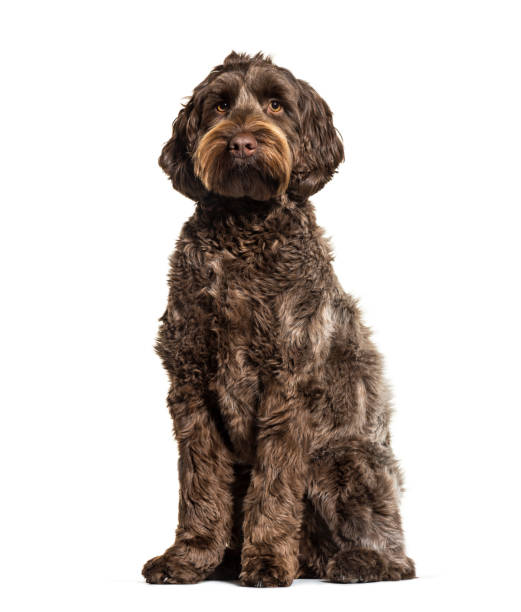 istock Labradoodle, crossbreed dog between labrador and toy poodle, isolated on white 1218031874