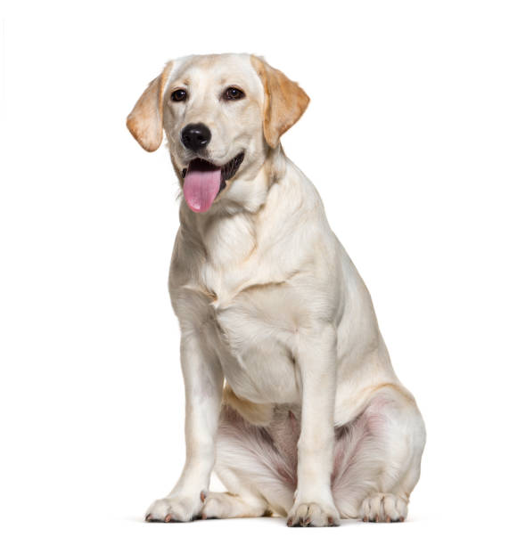 istock Panting Labrador retreiver, isolated on white 1218031943
