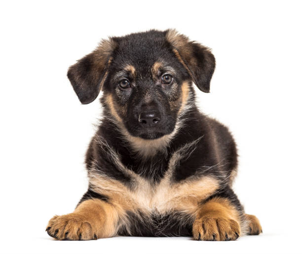 istock puppy german Shepherd dog, 2 months old, isolated on white 1218032801