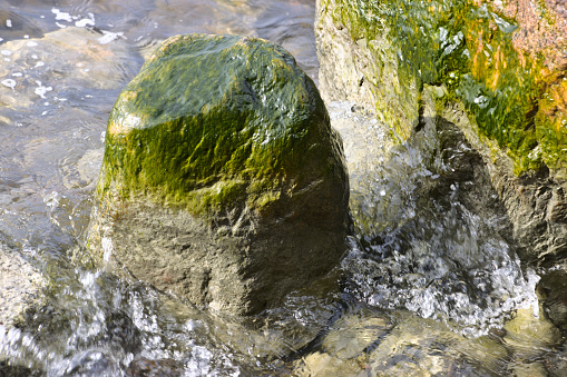 After water surface lowering,  green color of  stones will appear, Finland