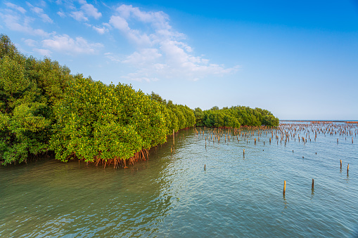 Big river with mangrove forest and bright sky.