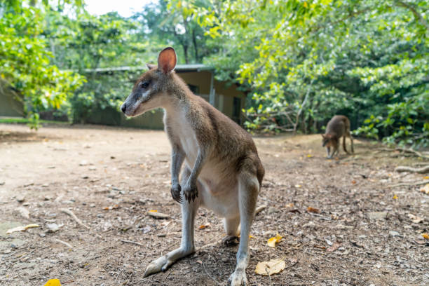 istock Wallabies in Daintree rainforest, Queensland, Australia 1218034874