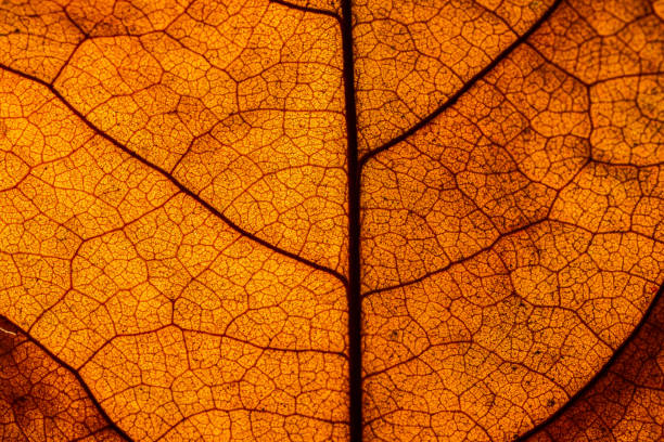 istock background of red geranium leaf, look likes human veins,Backgrounds, Abstract Backgrounds, Leaf, Autumn, Nature 1218035147