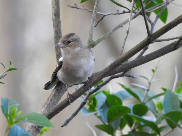 istock Close-up front view of female Chaffinch looking towards the left while perching on a diagonal branch 1218035231