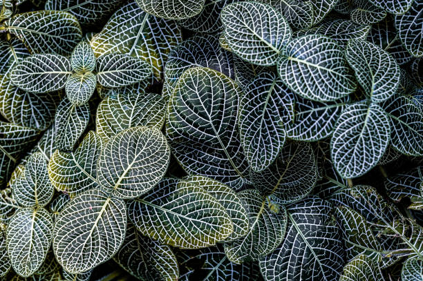 istock Ground cover ivy 1218036286