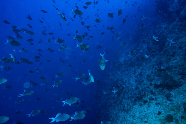 istock school of blue triggerfish while diving maldives 1218036494