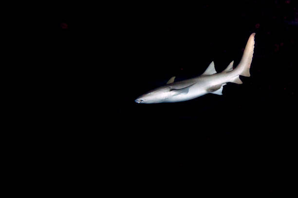 istock Nurse Shark close up on black at night 1218036863
