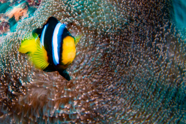 istock move effect Clown fish inside red anemone in indonesia 1218037122