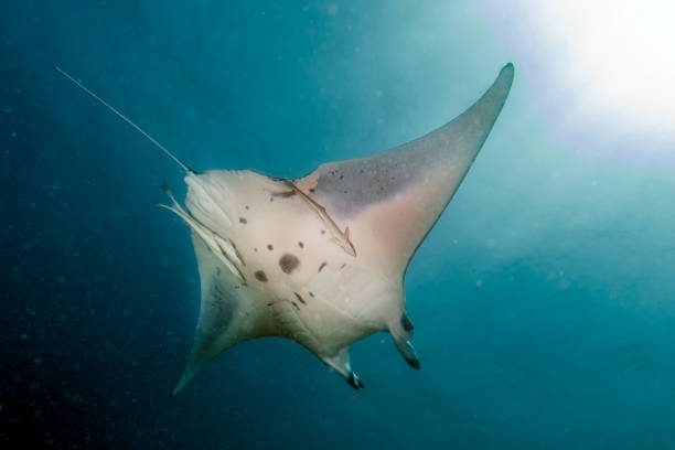 istock Manta underwater in the blue ocean background 1218037139