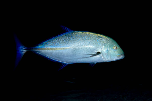 istock Giant trevally tuna caranx fish 1218037358