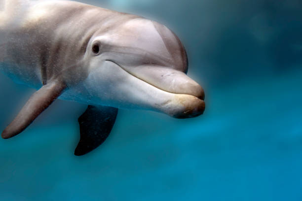 istock dolphin underwater looking at you 1218038176