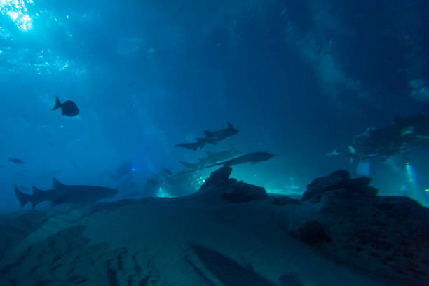 istock diving in shark infested water at night on alimatha maldives site 1218038265