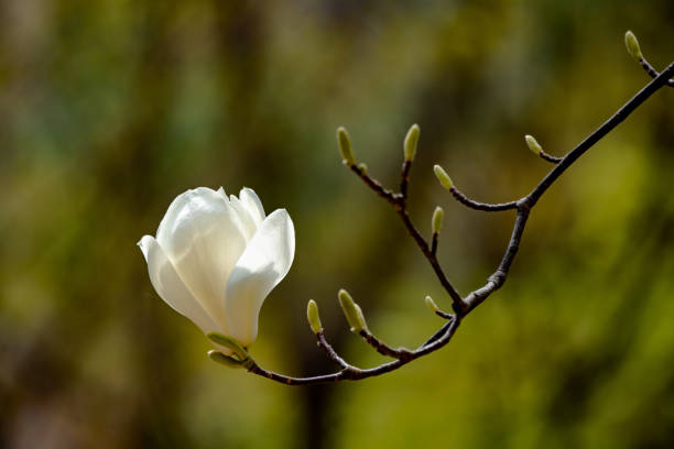 istock Magnolia flower in a garden 1218038464