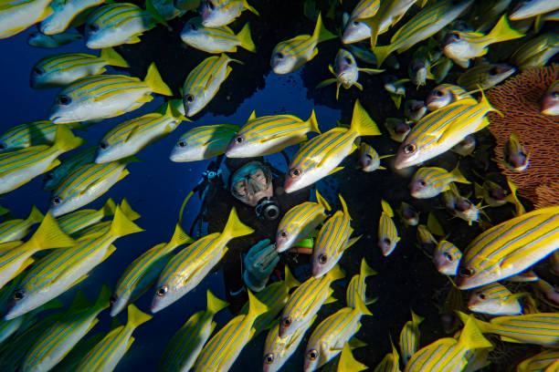 istock diver behind yellow Snapper Lutjanidae while diving maldives 1218038506