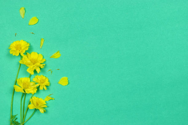 istock Yellow flowers on green background. Spring, summer concept. top view, copy space. 1218038650