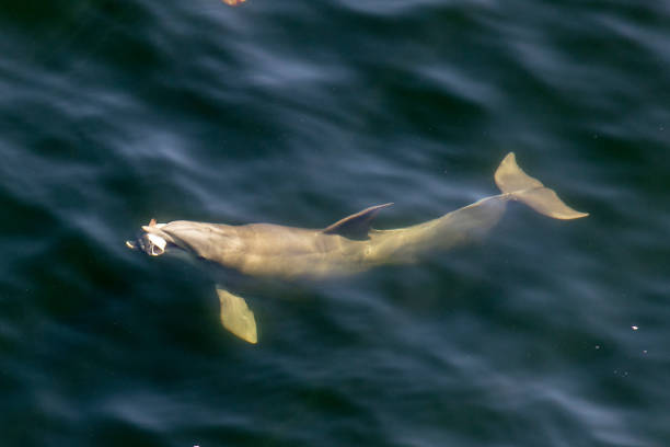 Dolphin swim in Walvis Bay, Namibia