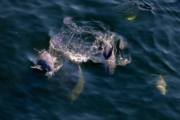 istock porpoise 1218038934