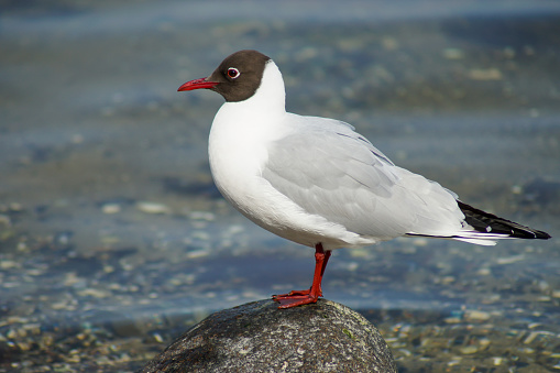 Black-headed gull stands on a rock by the coast