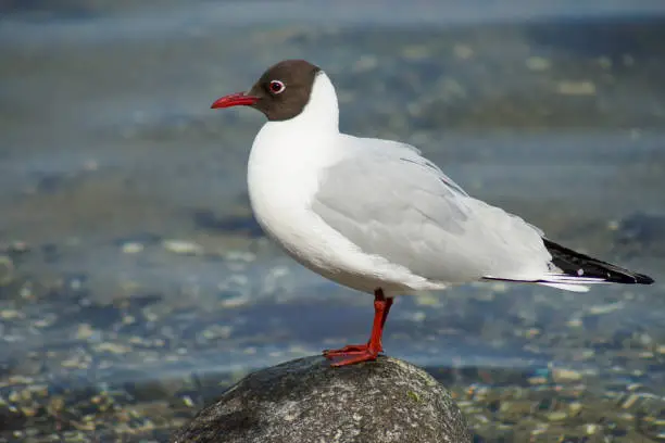 Black-headed gull stands on a rock by the coast