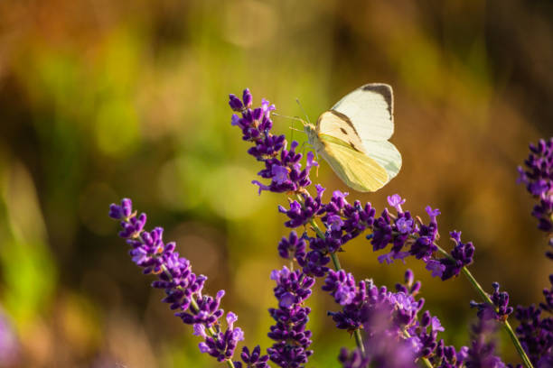 istock Butterffly and insects on a sunny day 1218039326