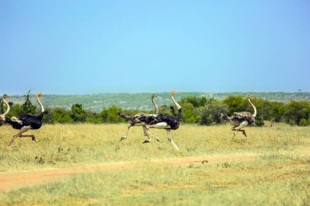 istock Gorgeous African ostriches run from danger 1218040350