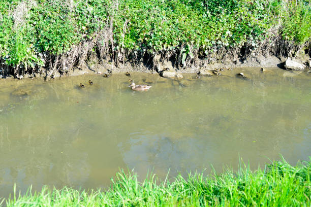 Mama duck and babies on the riverbank in green decor.