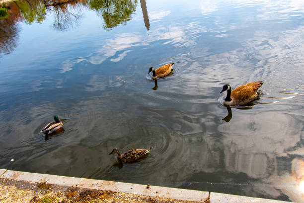 Constitution Gardens is on the Federal Mall near the World War II Memorial and the Viet Nam Memoral.