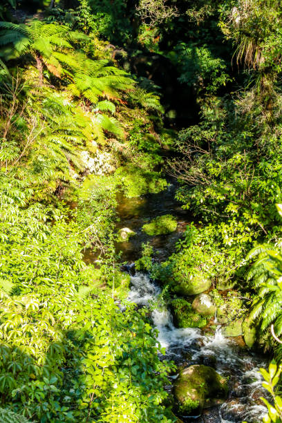 뉴질랜드 타라나키의 아름다운 푸케이티 가든을 산책해보세요. - taranaki region 뉴스 사진 이미지