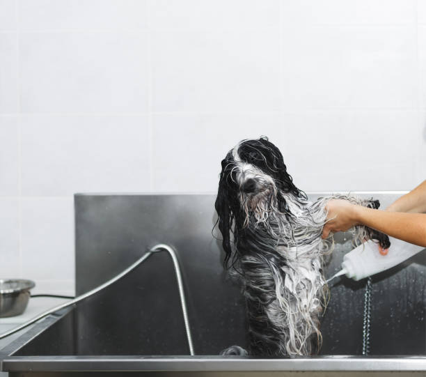 istock Washing the dog. A cute Tibetan terrier dog getting a bath 1218041237