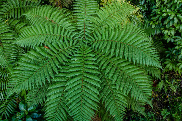 뉴질랜드 타라나키의 아름다운 푸케이티 가든을 산책해보세요. - taranaki region 뉴스 사진 이미지