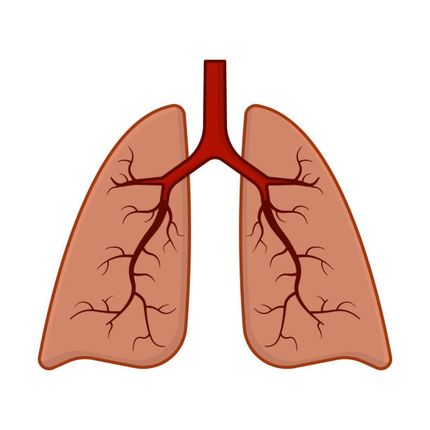 Human lungs icon. Cartoon color image. Isolated vector on a white background. Human lungs icon. Cartoon color image. Isolated vector on a white background clip art of rib cage stock illustrations