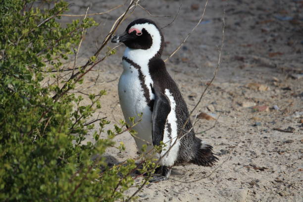 istock Penguin on the beach South Africa 1218042665