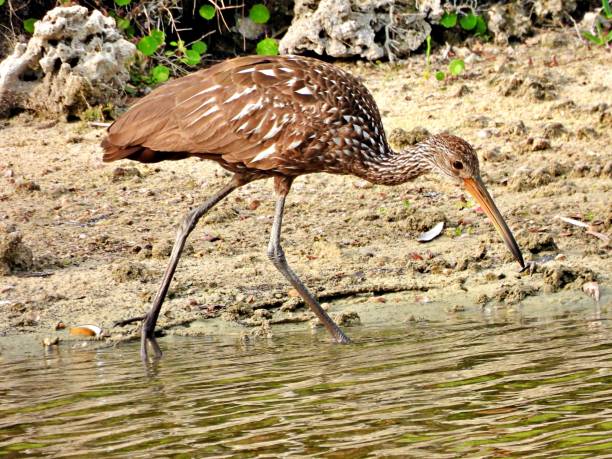 istock Limpkin (Aramus guarauna) foraging in a Florida lake 1218042694