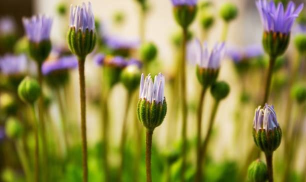 Close-up of caster plants, Felicia amelloides, from the daisy family, Asteraceae stock photo