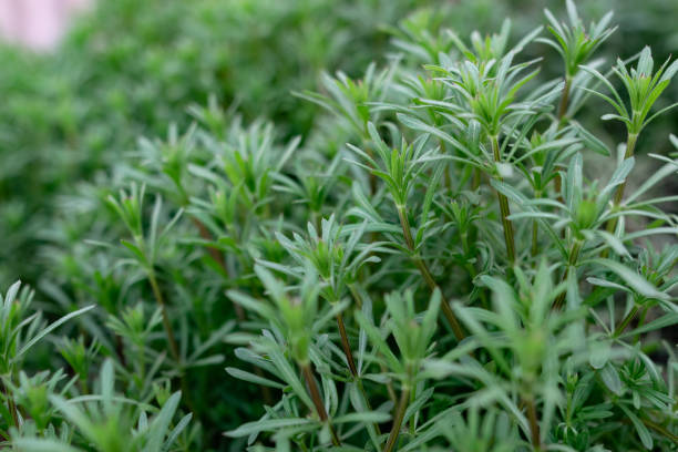 istock Green grass on thin stems with small leaves and petals. 1218044736