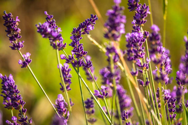 istock Butterffly and insects on a sunny day 1218045611