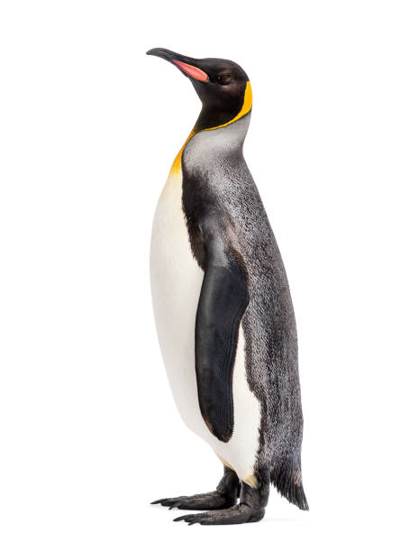 istock king penguin standing in front of a white background 1218045735