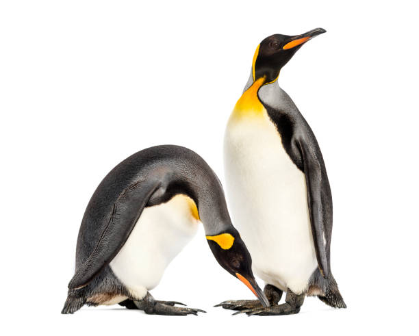 istock Two king penguins togethere in front of white background 1218045738