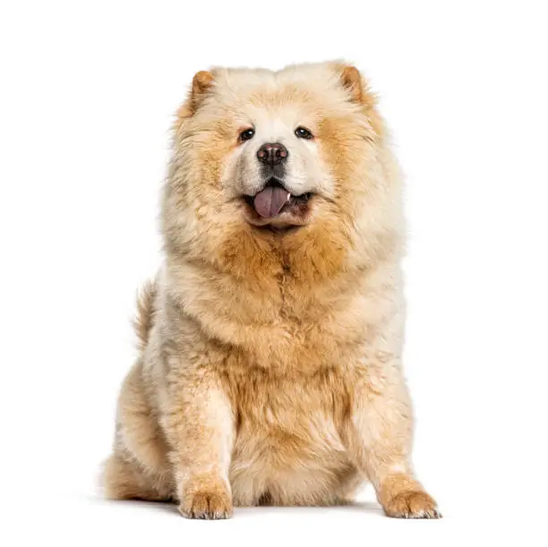 Panting Chow Chow showing its blue tongue, isolated on white