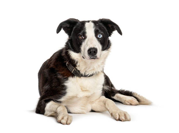 istock Lying black and white Border collie dog, isolated on white 1218045768