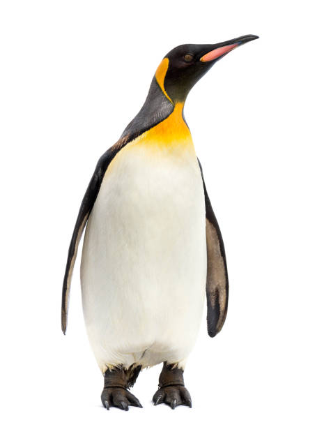 istock king penguin standing in front of a white background 1218045801