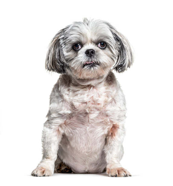 istock Shih Tzudog , isolated on white 1218045843
