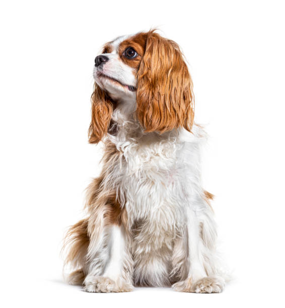istock Cavalier King Charles Spaniel looking up, isolated on white 1218045845