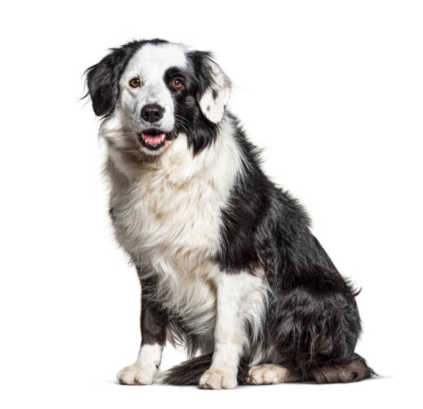 istock black and white Border Collie sit, isolated on white 1218045874