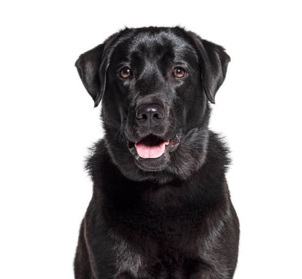 istock Headshot of a Black Labrador Retriever, isolated on white 1218045901